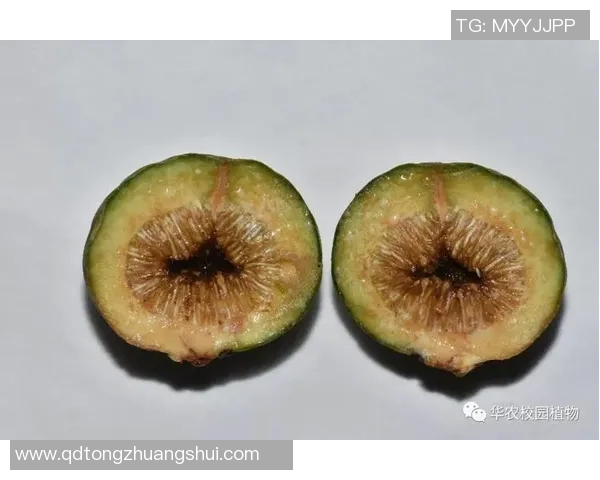 黄蜂生态习性、生活方式与人类共生关系研究分析
